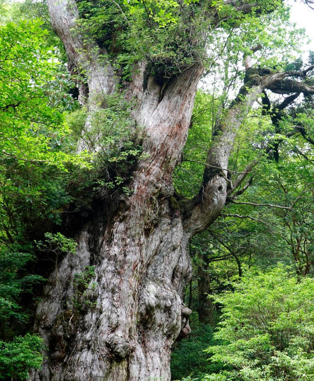 Hotel Yakushima Sanso Exteriér fotografie